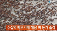 삼국사기와 흉흉한 세월호 민심속 메뚜기떼의 출몰 기사 이미지